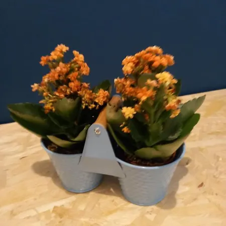 Sikelia Small Flat *